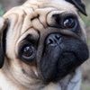 pug10lover
